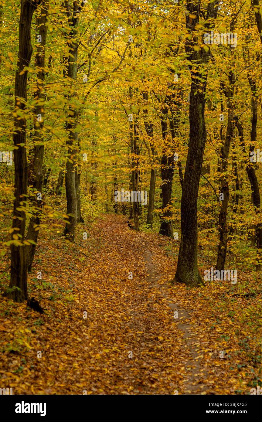 Herbstfoto in einem Wald in warmen Farben Stockfoto