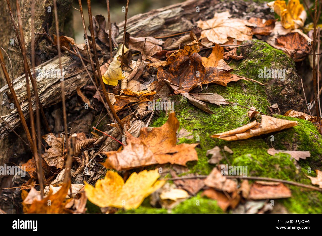 Nahaufnahme von einigen herbstlichen Blättern Stockfoto