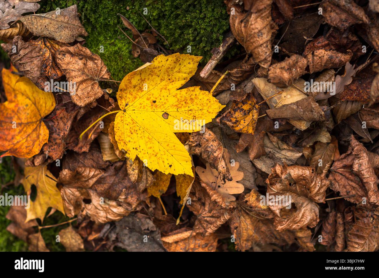 Nahaufnahme von einigen herbstlichen Blättern Stockfoto