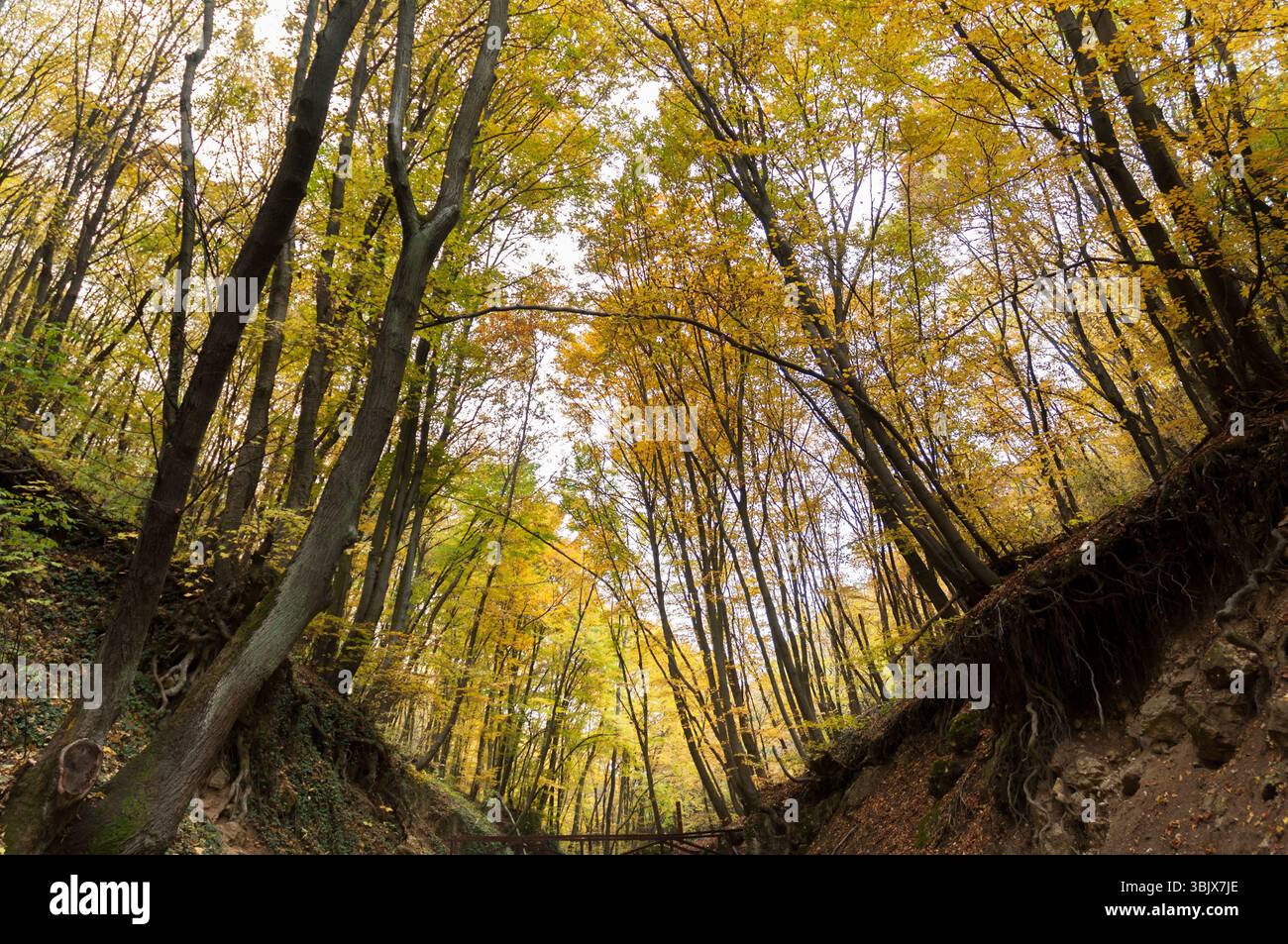 Herbstfoto in einem Wald in warmen Farben Stockfoto