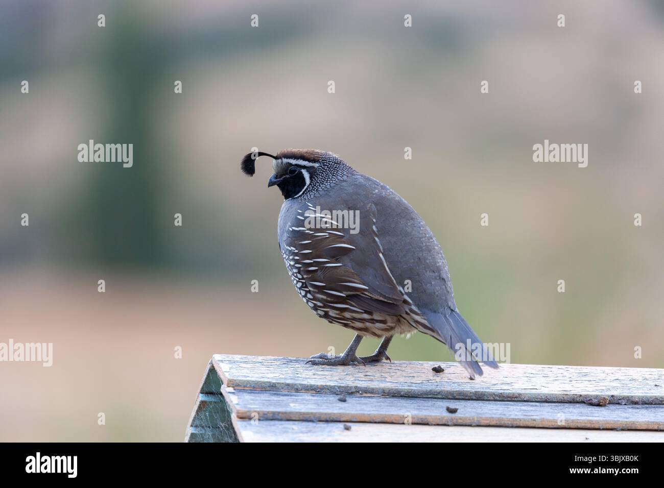 Die kalifornische Wachtel (Callipepla californica), auch bekannt als die kalifornische Valley-Wachtel oder Valley-Wachtel, ist ein kleiner bodenlebender Vogel Stockfoto