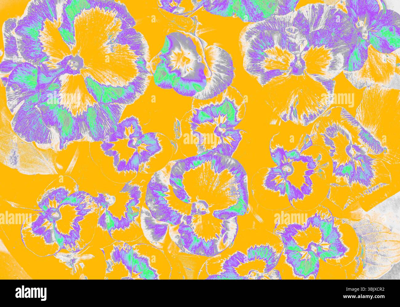 Foto von Stiefmütterchen in digitaler Bearbeitung mit Violett-, Grün- und Weißtönen auf einem hellorangefarbenen Hintergrund. Stockfoto