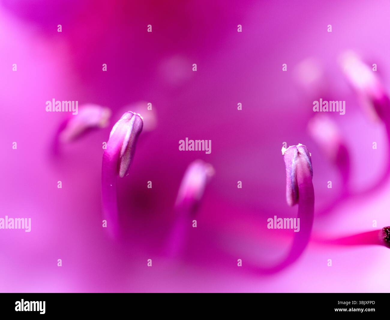 Staubblätter sind ein Teil, der aus den männlichen Fortpflanzungsorganen einer Blume besteht. Hier in einer rosa Blume. Makro. Stockfoto