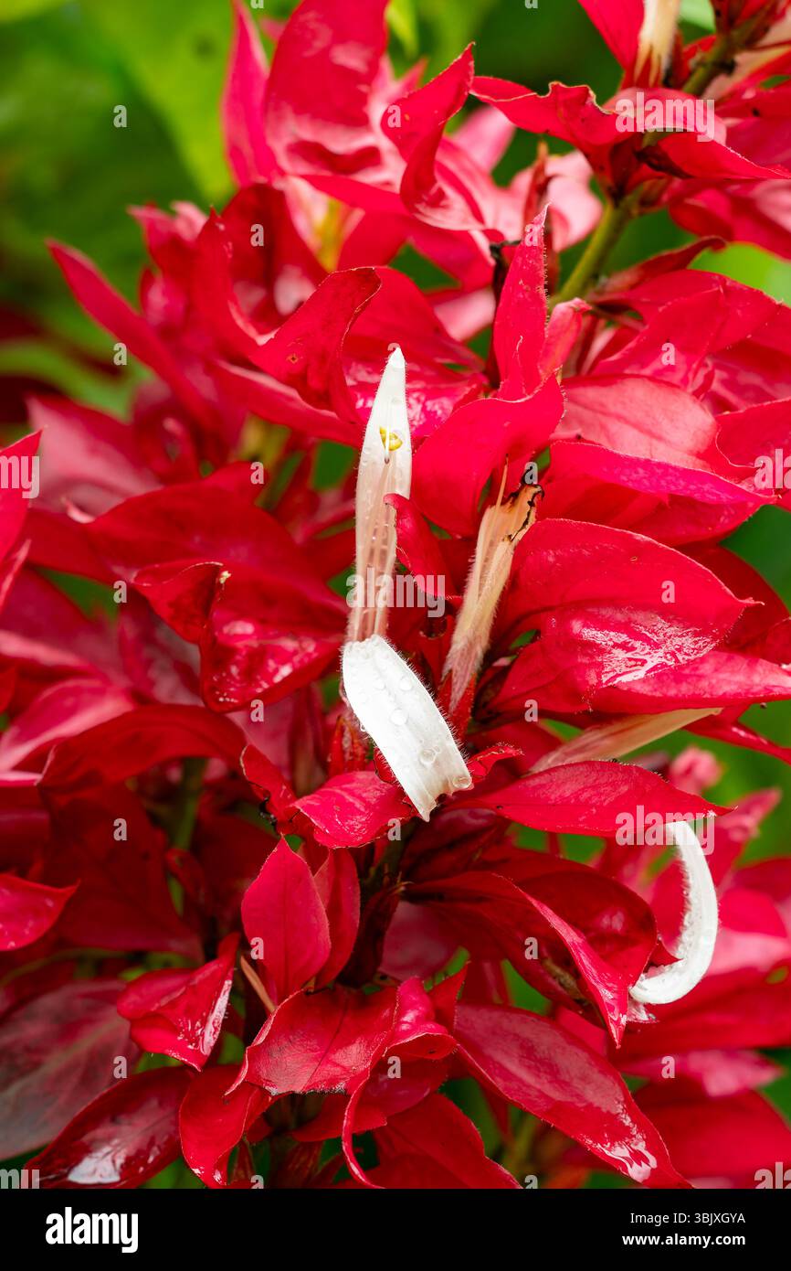 Brasilianischer roter Mantel in Blüte an der Yarina Ecolodge am Napo River im Amazonasbecken Ecuadors. Stockfoto