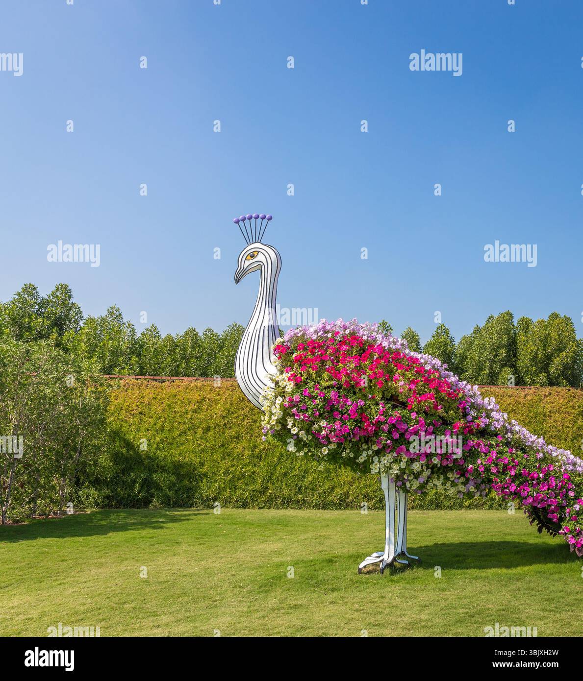 DUBAI, VAE - 20. JANUAR: Miracle Garden in Dubai, am 20. Januar 2014, Dubai, VAE. Wunderschöner Miracle Garden mit 45 Millionen Strömen Stockfoto