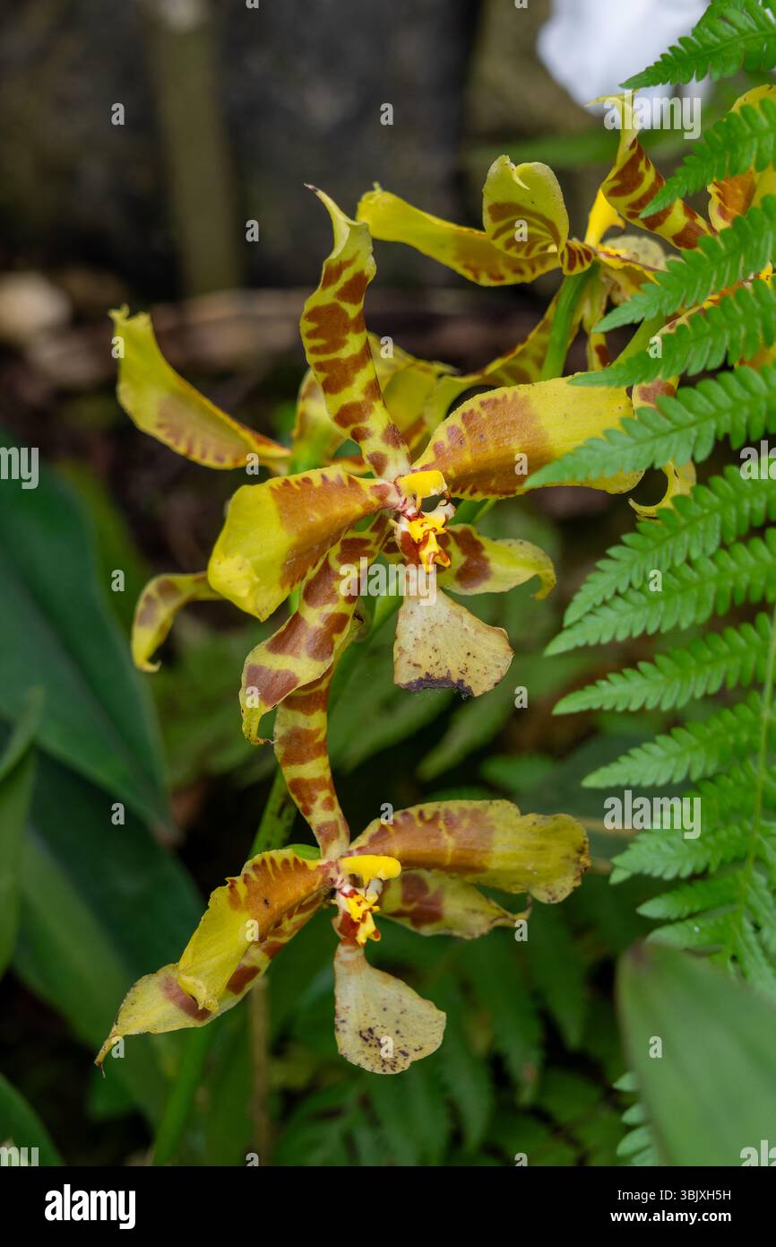Ein großes Rossioglossum, Rossioglossum grande, im Orchidarium des Botanischen Gartens Quito, Quito, Ecuador. Stockfoto