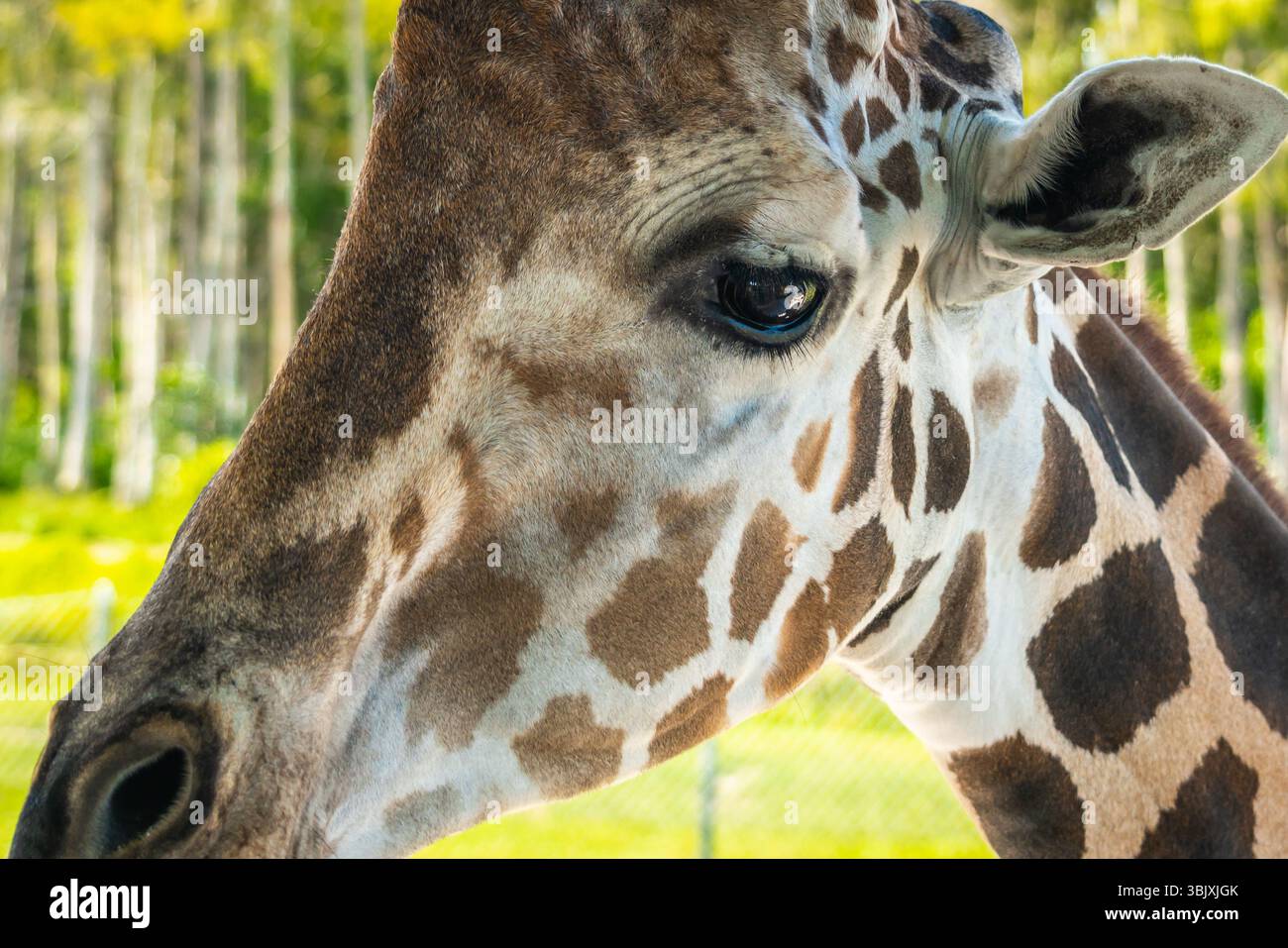 Nahaufnahme eines Auges aus wunderschöner Giraffe Stockfoto