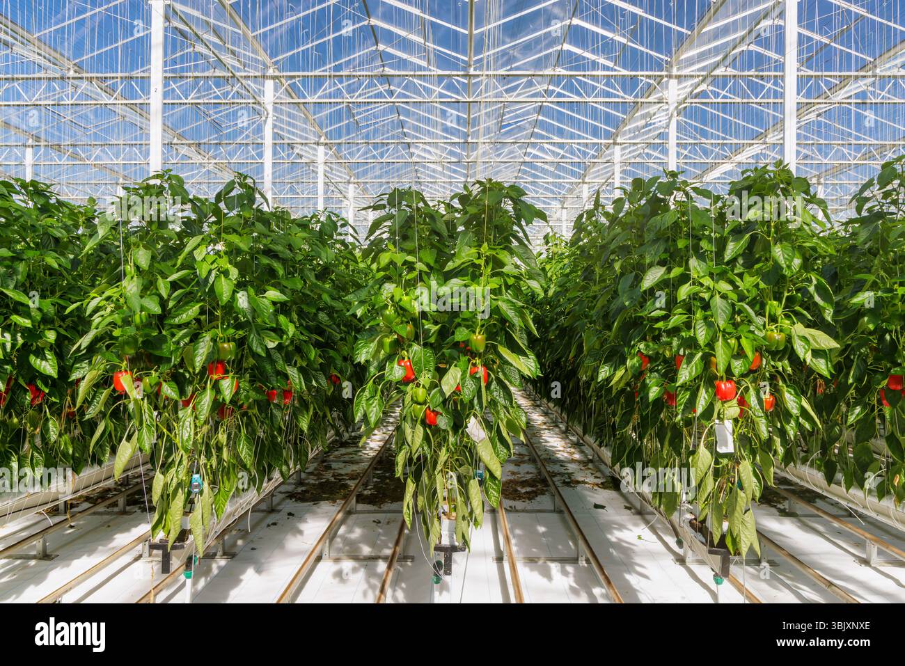 Professionelles industrielles Wachstum von Paprika in einem niederländischen Gewächshaus Stockfoto
