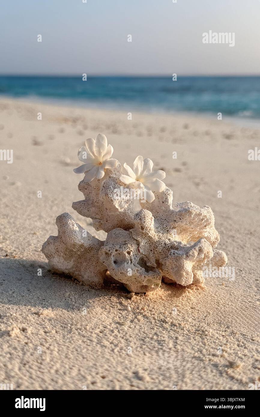 Korallen am Strand der Malediven Stockfoto