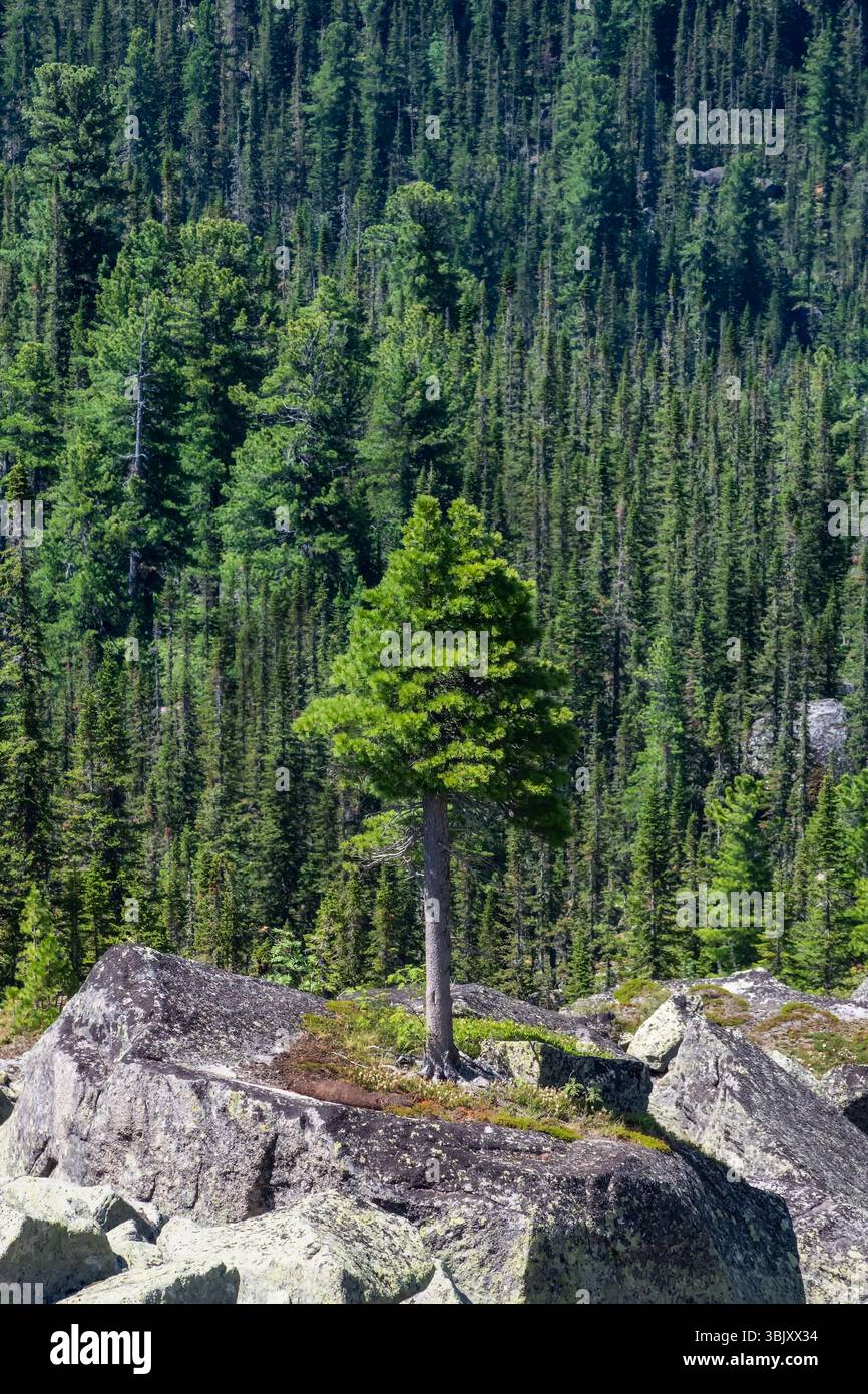 Zedernbaum wächst auf Felsen. Alte, mächtige Zedernbäume wachsen auf moosiger Wiese vor dem Hintergrund von Bergen. Das beeindruckende Sibirien Stockfoto