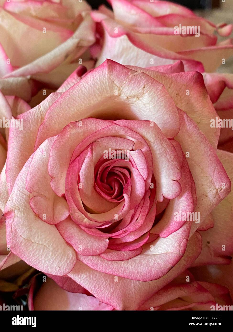 Nahaufnahme einer voll blühenden Rose mit rosafarbenen Kanten. Die Blütenblätter sind in erster Linie cremeweiß oder hellrot, mit tiefrosa Akzenten an den Kanten. Stockfoto