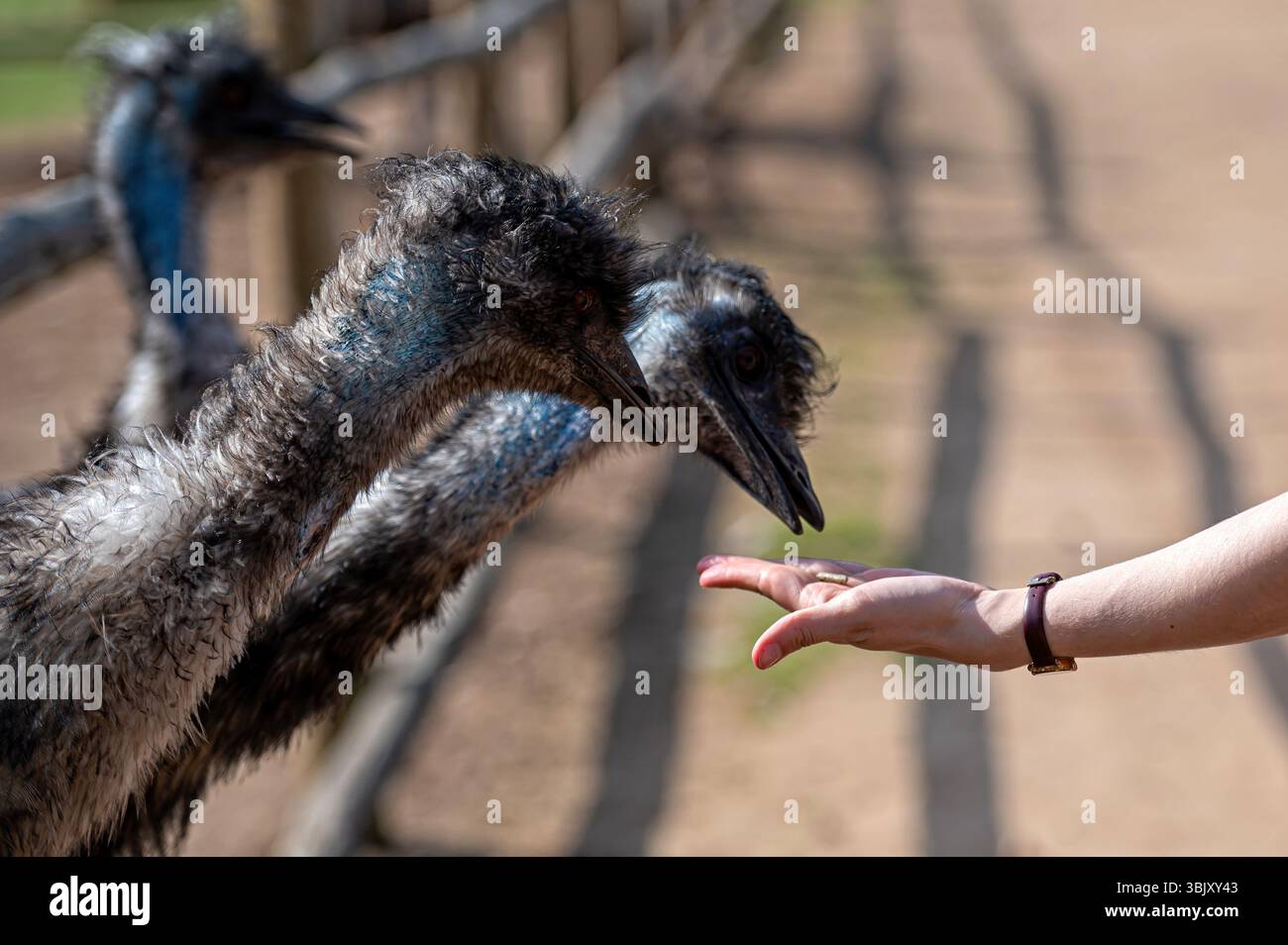 Zwei Emus setzen sich tagsüber mit einer menschlichen Hand in einem Tierheim ein und bieten Nahrung an. Stockfoto