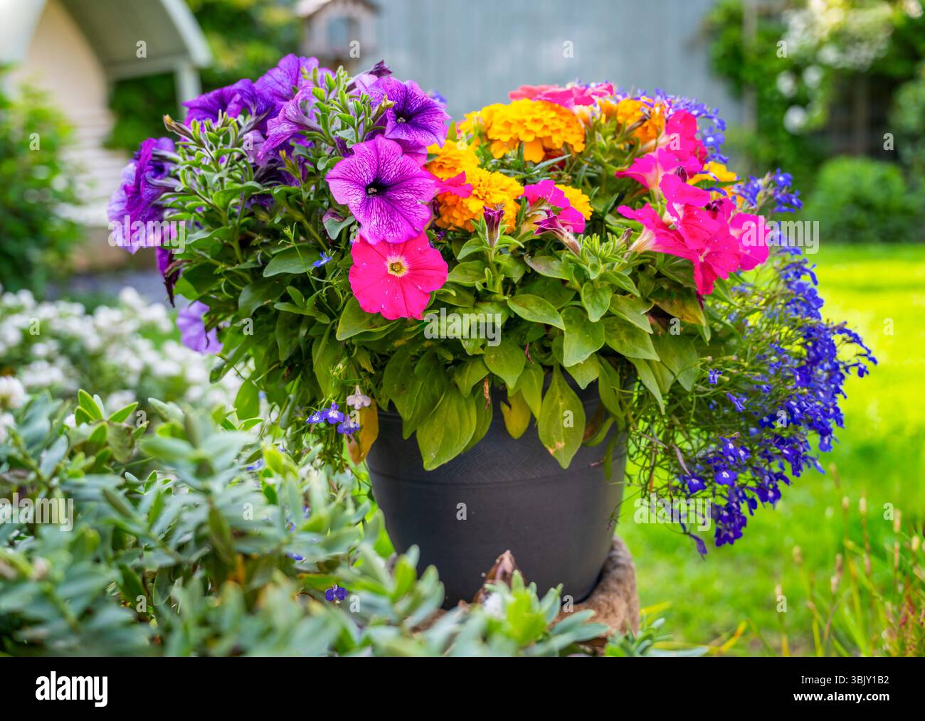 Ein Korb mit bunten Sommerblumen in einem Vorstadtgarten Stockfoto