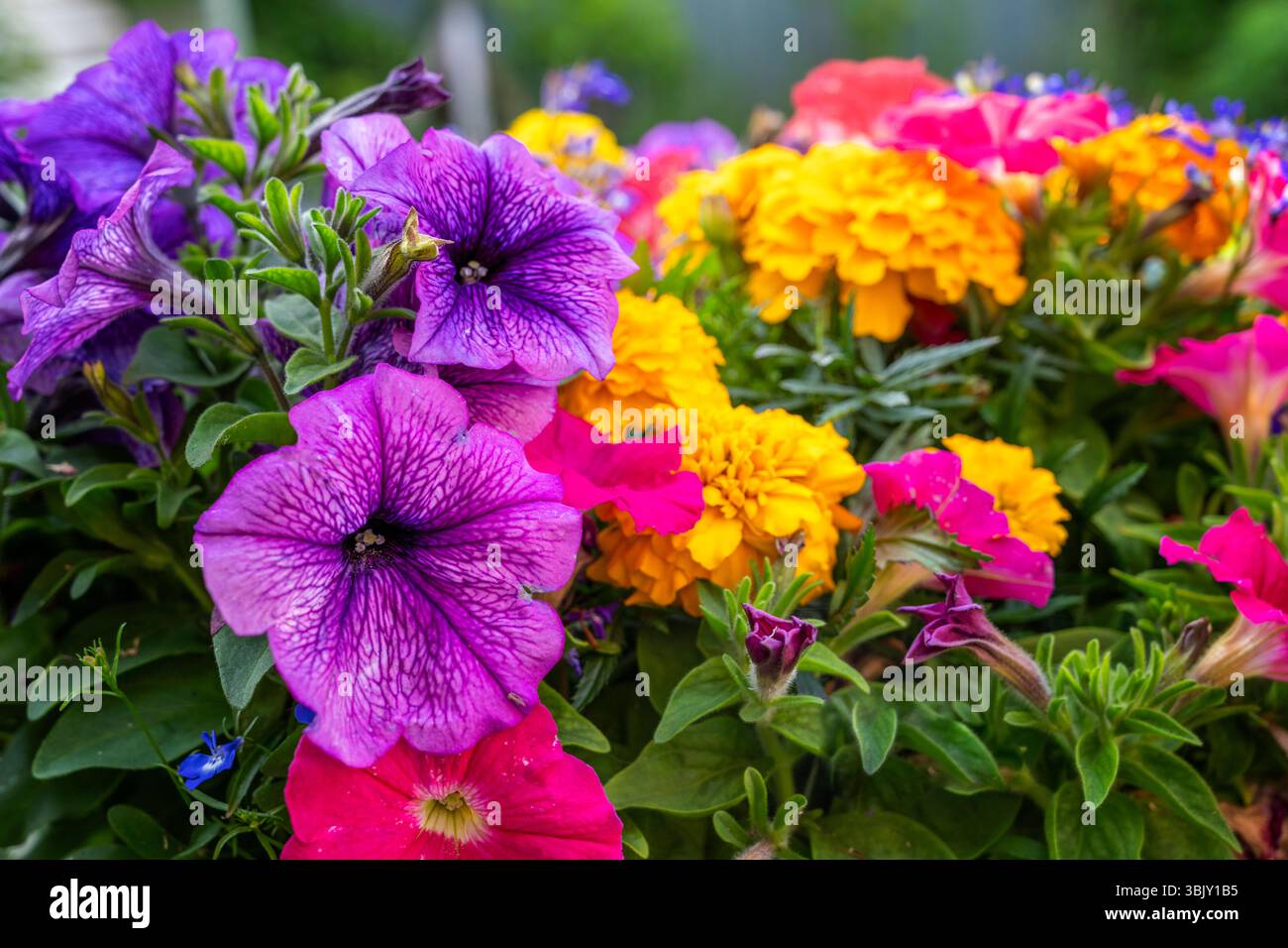 Ein Korb mit bunten Sommerblumen in einem Vorstadtgarten Stockfoto