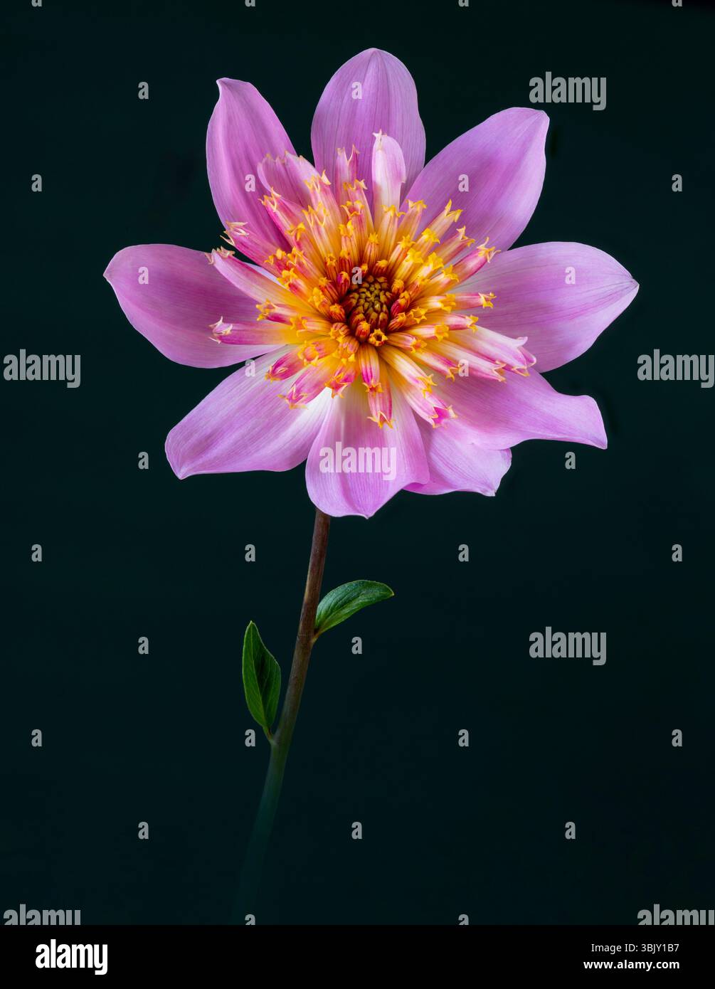 Eine Nahaufnahme einer wunderschönen rosa und gelben Dahlienblume Stockfoto