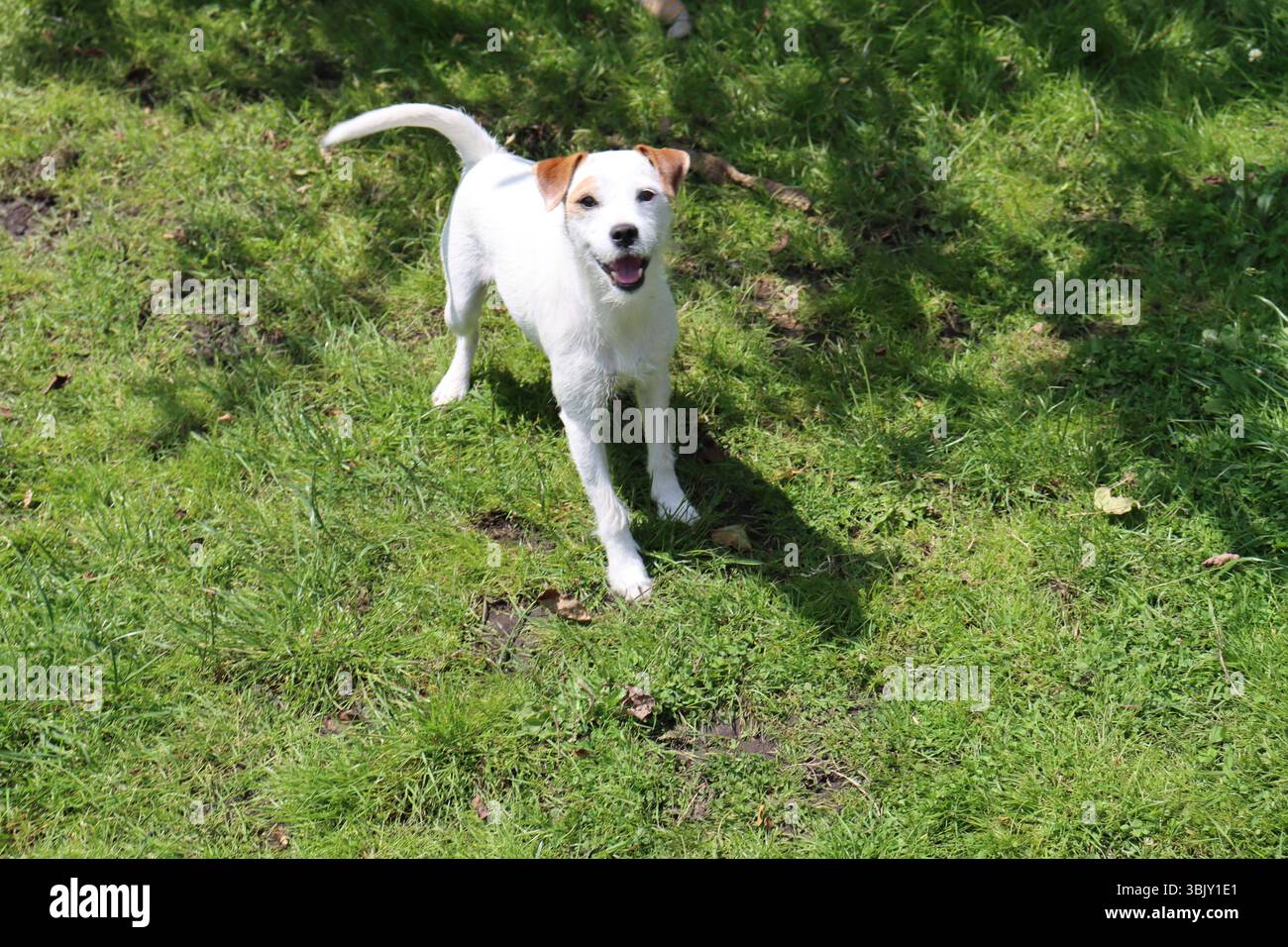 Jack Russell Terrier steht an einem sonnigen Tag im Gras. Stockfoto