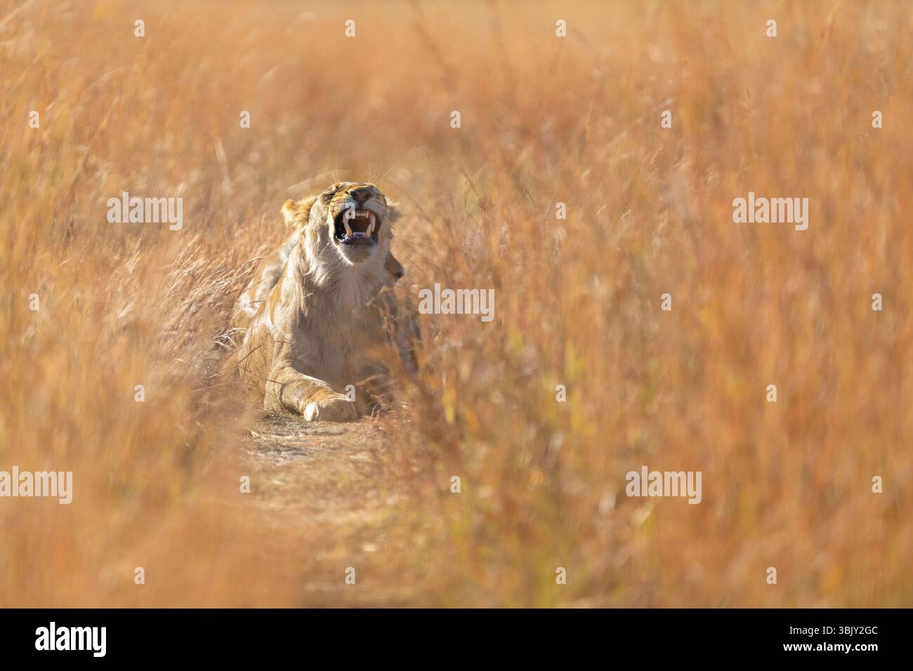 Löwe (Pantera leo) Löwe brüllt horizontales Porträt. Weibliches Wildtier mit Zähnen mit weit geöffnetem Mund. Hwange-Nationalpark, Simbabwe Stockfoto