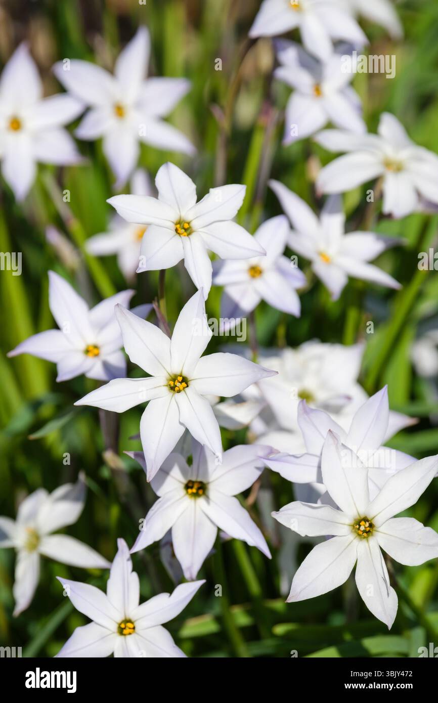Ipheion uniflorum Weißer Stern, Frühlingsstern Weißer Stern, weiße Blüten im Frühling. Stockfoto
