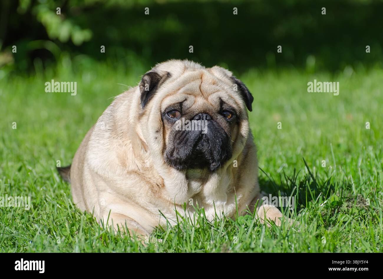 Fett Mops auf dem Rasen im Park. Stockfoto