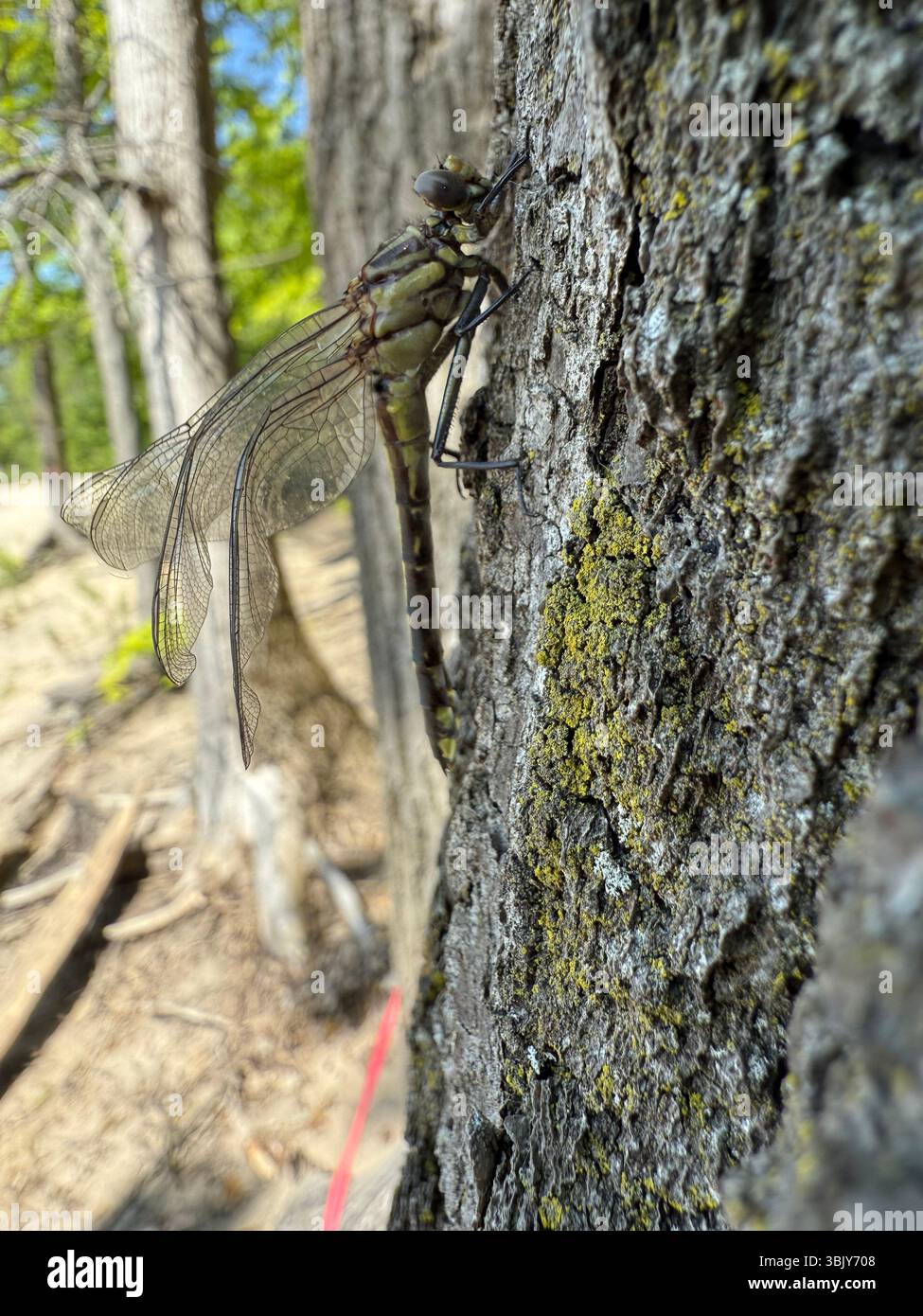 Junge Libelle, Weißwinkel Makroaufnahme Stockfoto