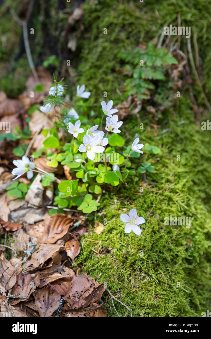 Wald-Sauerklee Oxalis acetosella in Blüte, Deutschland *** Sauerampfer Oxalis acetosella in Flower, Deutschland Stockfoto