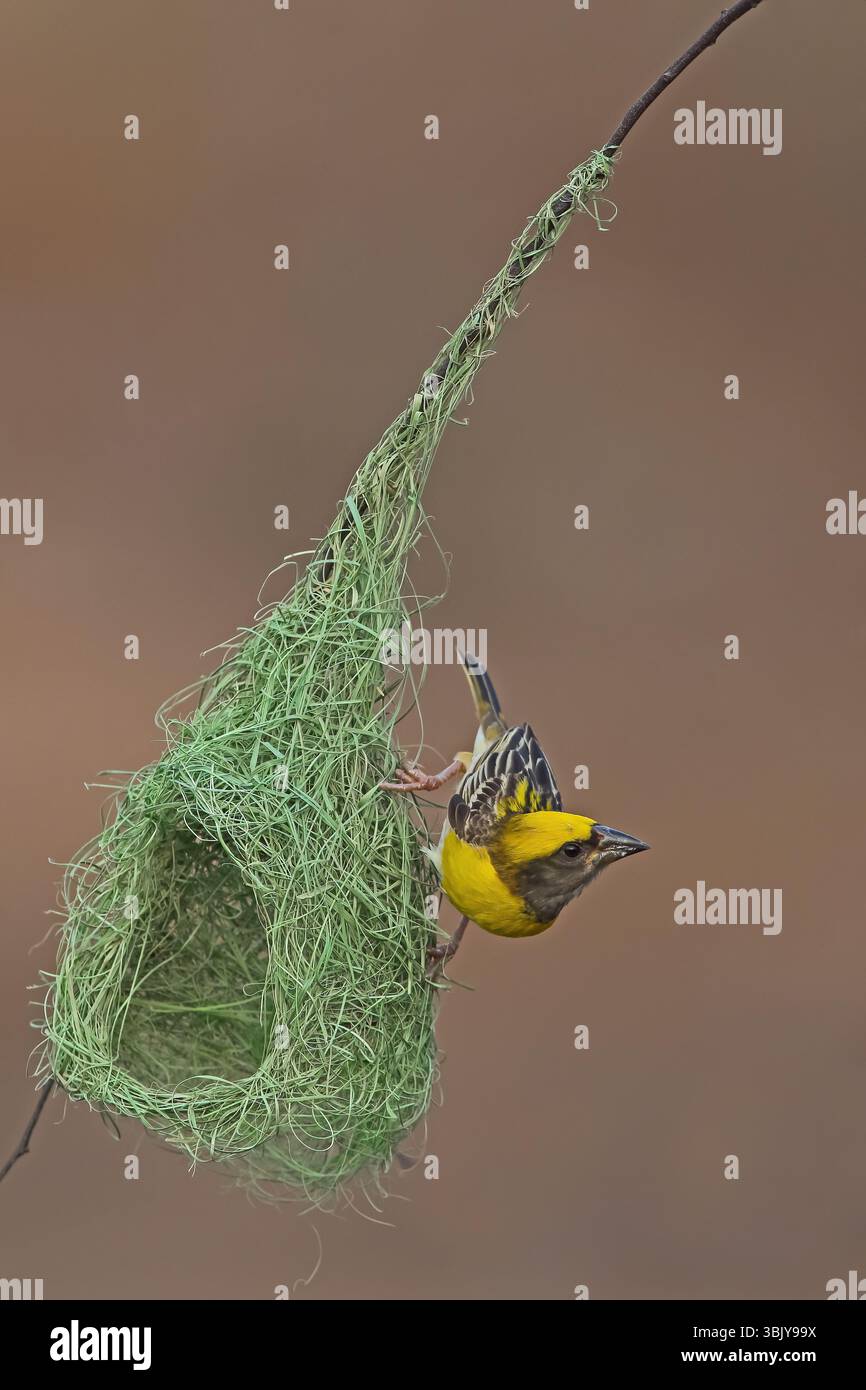 baya Weaver ist ein Weaverbird auf dem indischen Subkontinent. Bekannt für ihre hängenden, retortenförmigen Nester, die aus Gras gewebt wurden. Stockfoto