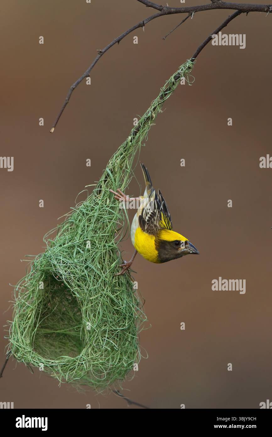 baya Weaver ist ein Weaverbird auf dem indischen Subkontinent. Bekannt für ihre hängenden, retortenförmigen Nester, die aus Gras gewebt wurden. Stockfoto