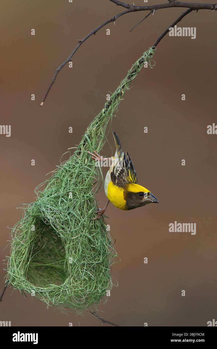 baya Weaver ist ein Weaverbird auf dem indischen Subkontinent. Bekannt für ihre hängenden, retortenförmigen Nester, die aus Gras gewebt wurden. Stockfoto