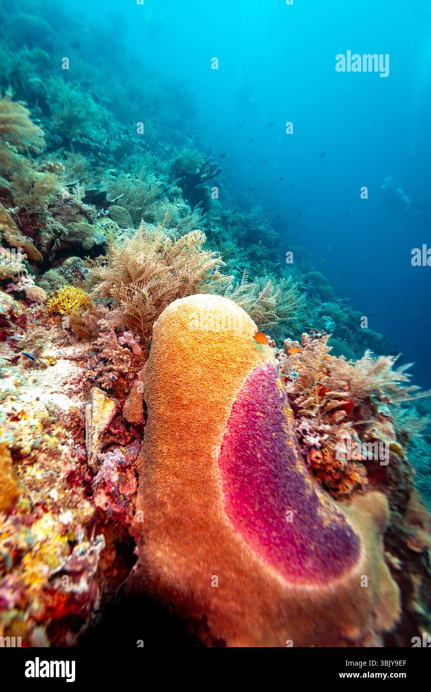 Eine lebendige Unterwasserszene zeigt ein vielfältiges Korallenriff-Ökosystem, mit einer großen, beigefarbenen Korallenformation, die mit einem auffälligen lila Patch verziert ist. Verschiedene andere Korallen und Meereslebewesen bevölkern das Riff und schaffen eine reiche und farbenfrohe Umgebung. Das Bild fängt die Schönheit und Komplexität der Unterwasserwelt ein und unterstreicht die Bedeutung von Korallenriffen als Lebensraum für unzählige Arten. Stockfoto