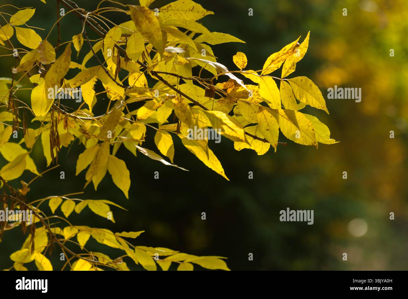 Nahaufnahme von einigen herbstlichen Blättern Stockfoto