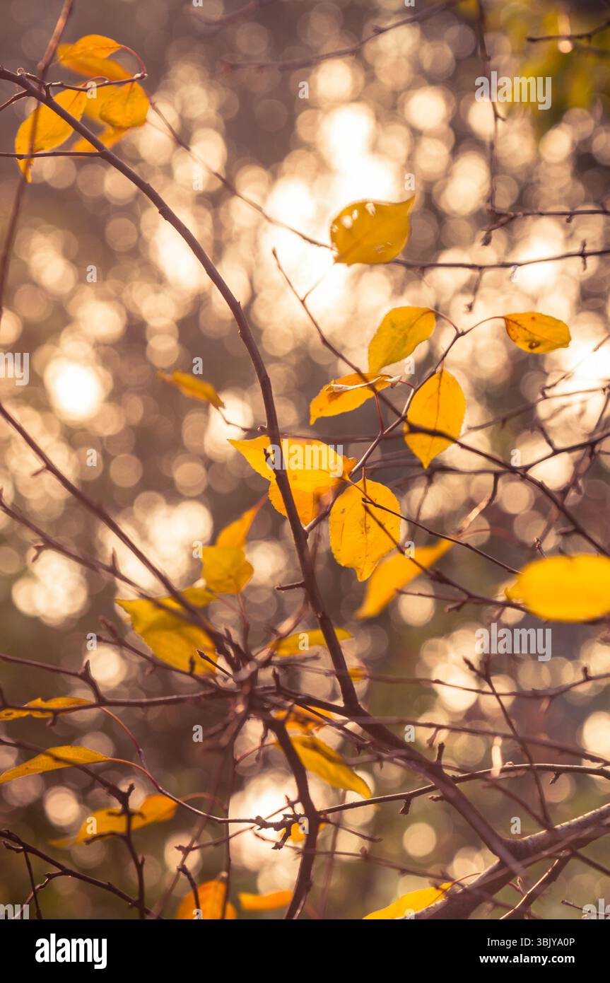 Herbstfoto in einem Wald in warmen Farben Stockfoto