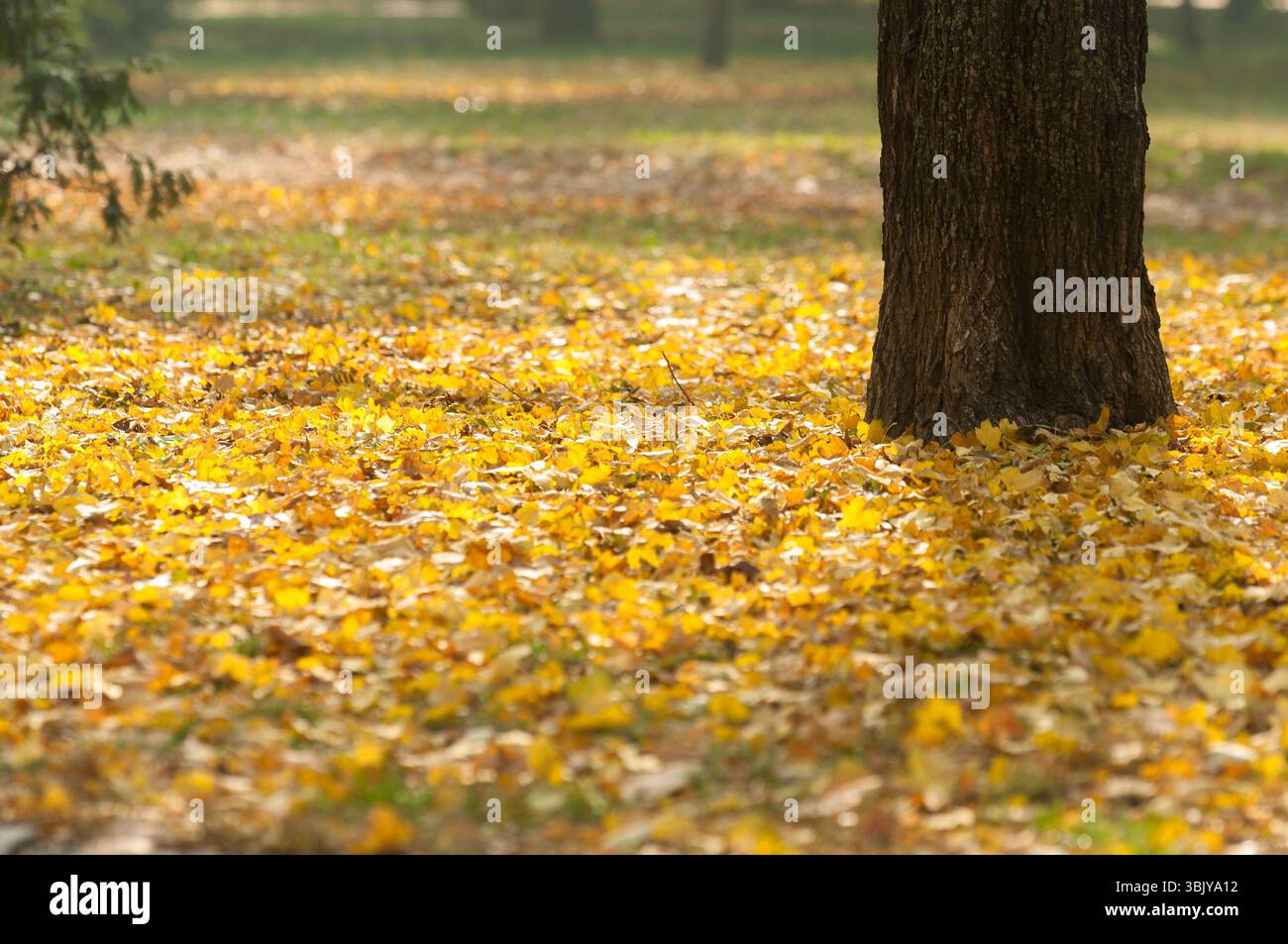 Herbstfoto in einem Wald in warmen Farben Stockfoto