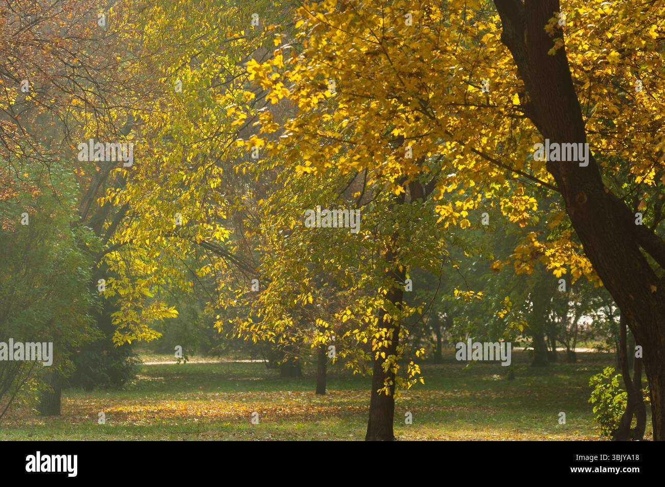 Herbstfoto in einem Wald in warmen Farben Stockfoto