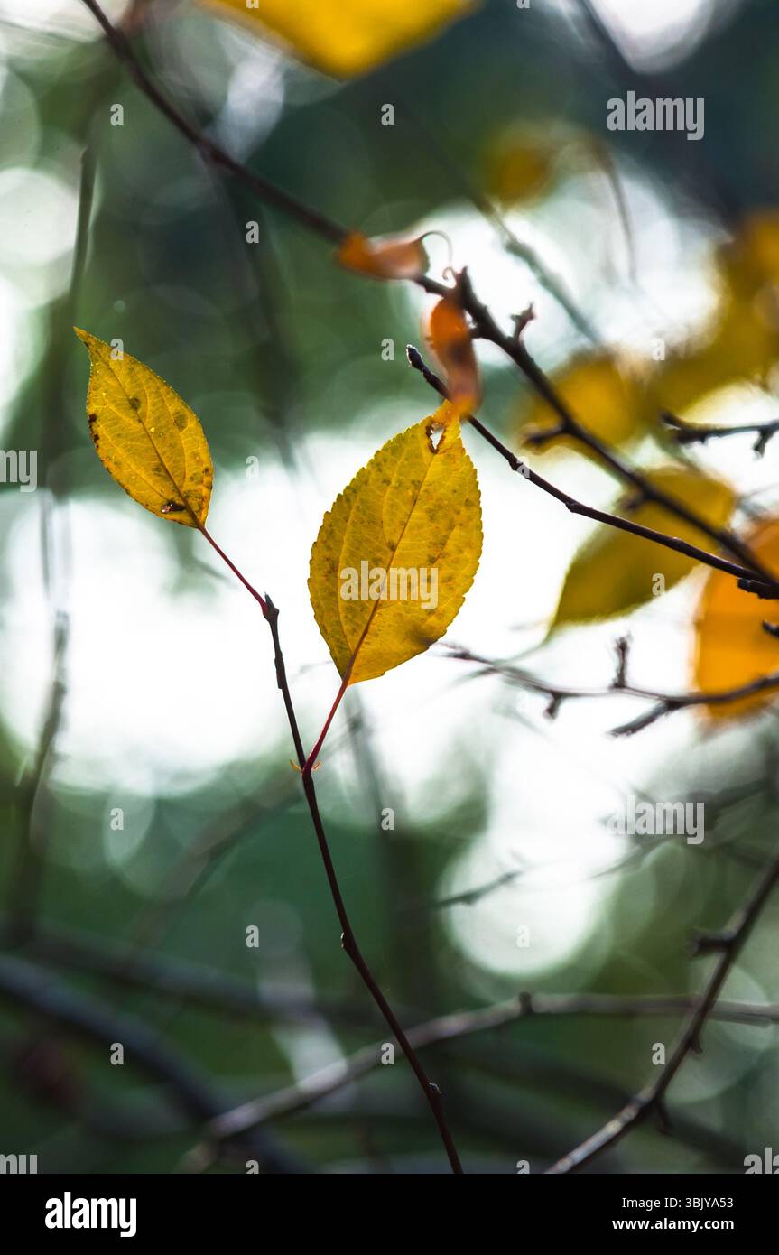 Herbstfoto in einem Wald in warmen Farben Stockfoto