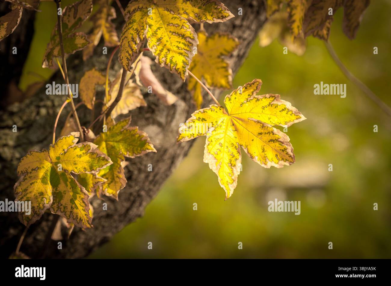 Nahaufnahme von einigen herbstlichen Blättern Stockfoto