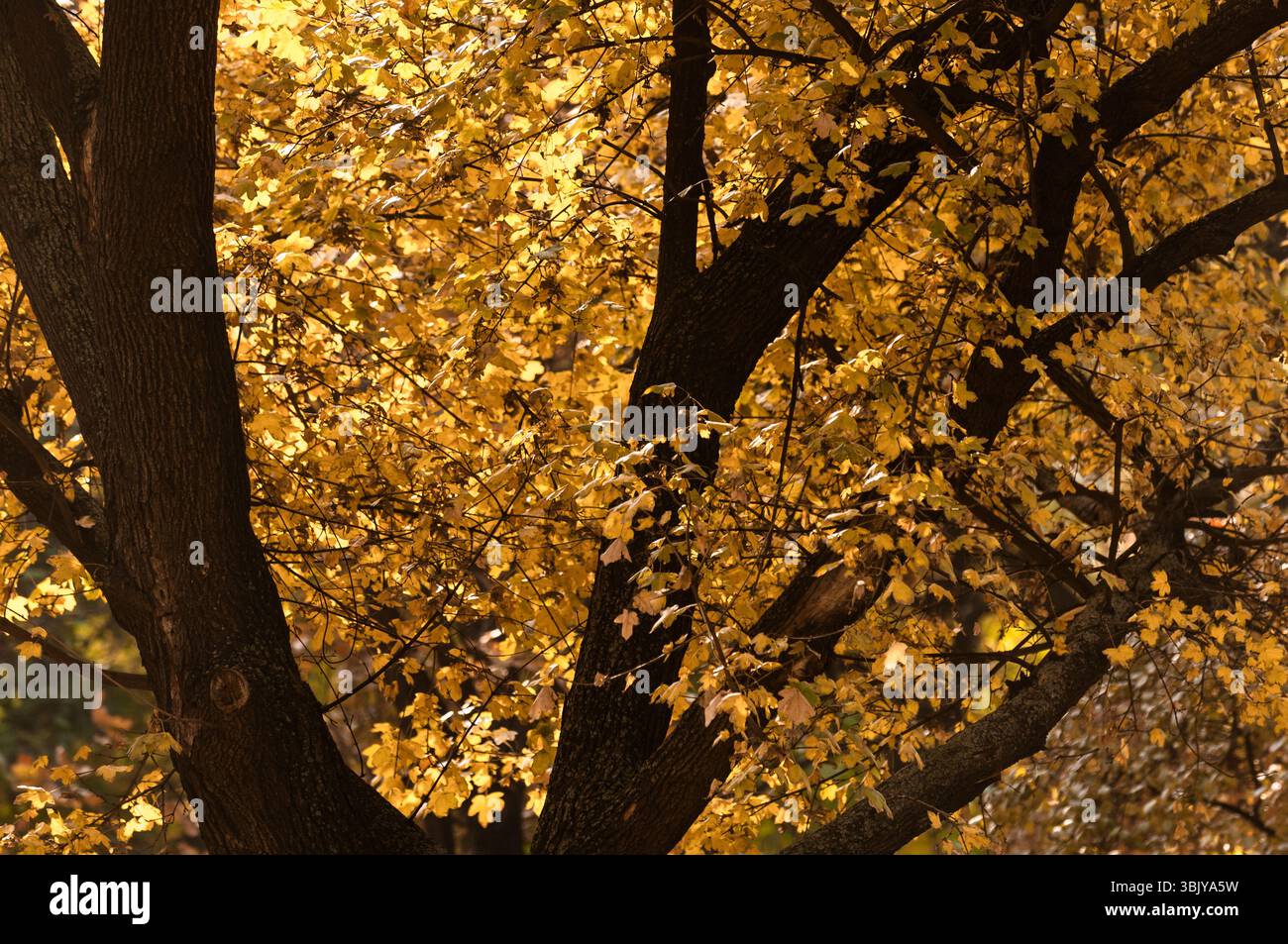Herbstfoto in einem Wald in warmen Farben Stockfoto