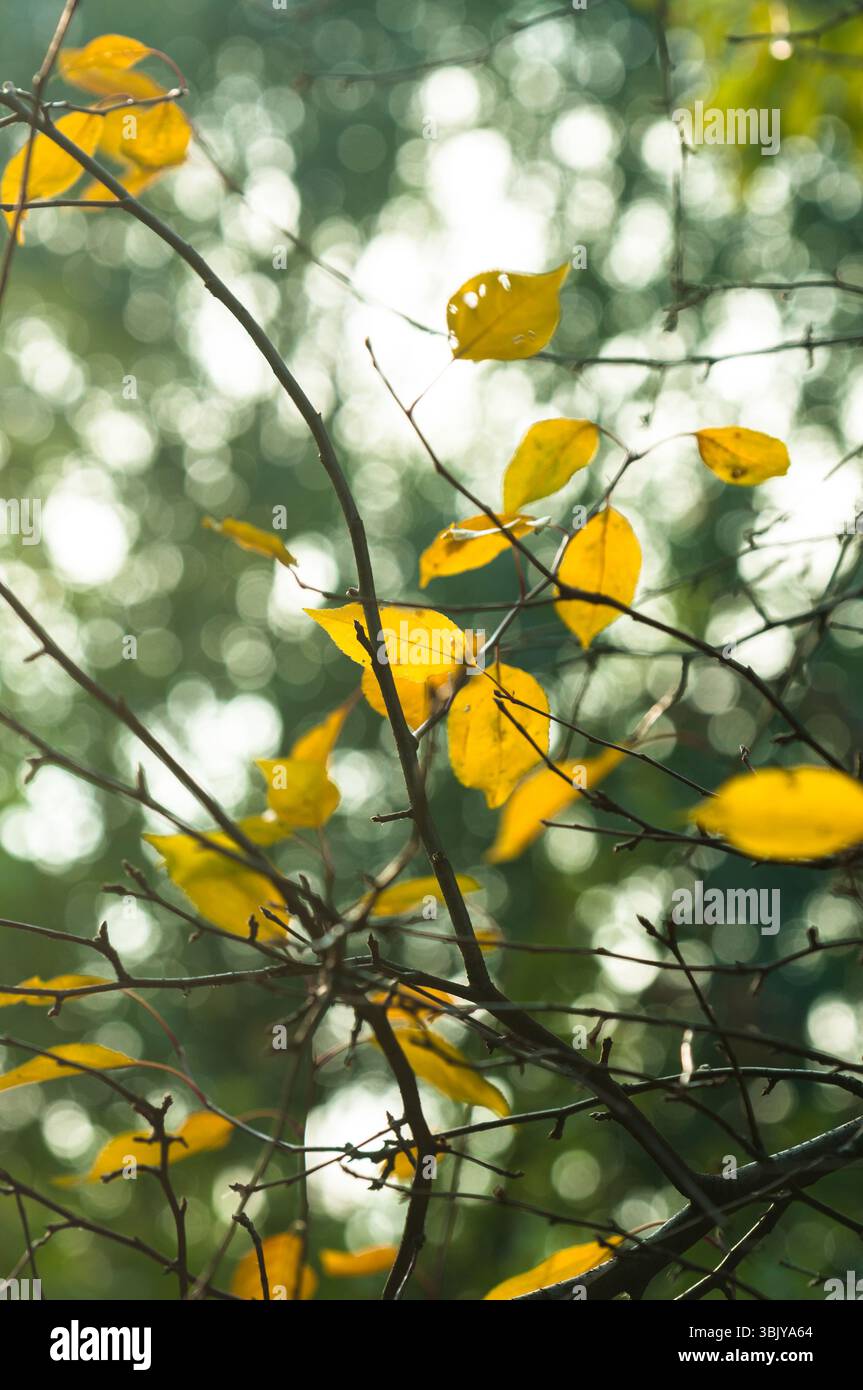 Herbstfoto in einem Wald in warmen Farben Stockfoto