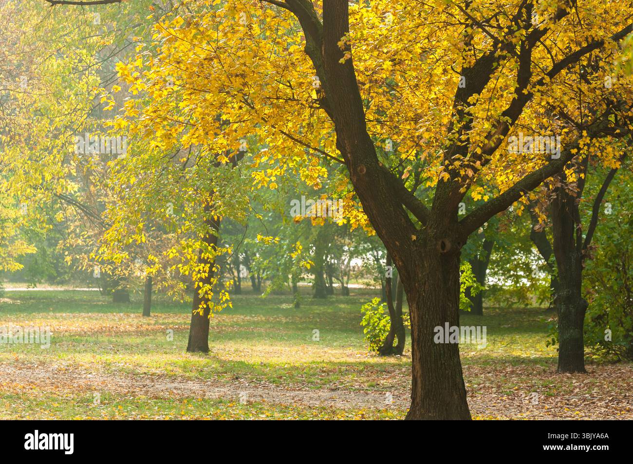 Herbstfoto in einem Wald in warmen Farben Stockfoto