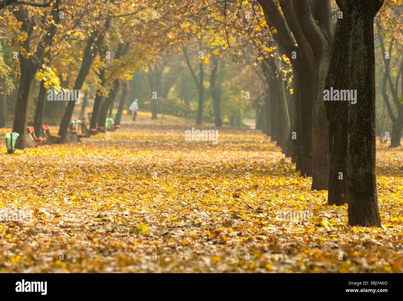Herbstfoto in einem Wald in warmen Farben Stockfoto