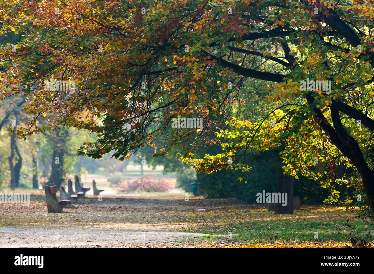 Herbstfoto in einem Wald in warmen Farben Stockfoto