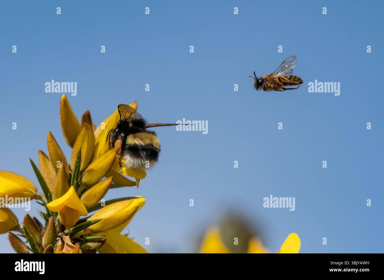 Eine Hummel und eine Bergbaubiene, Chipping, Preston, Lancashire, Großbritannien. Stockfoto