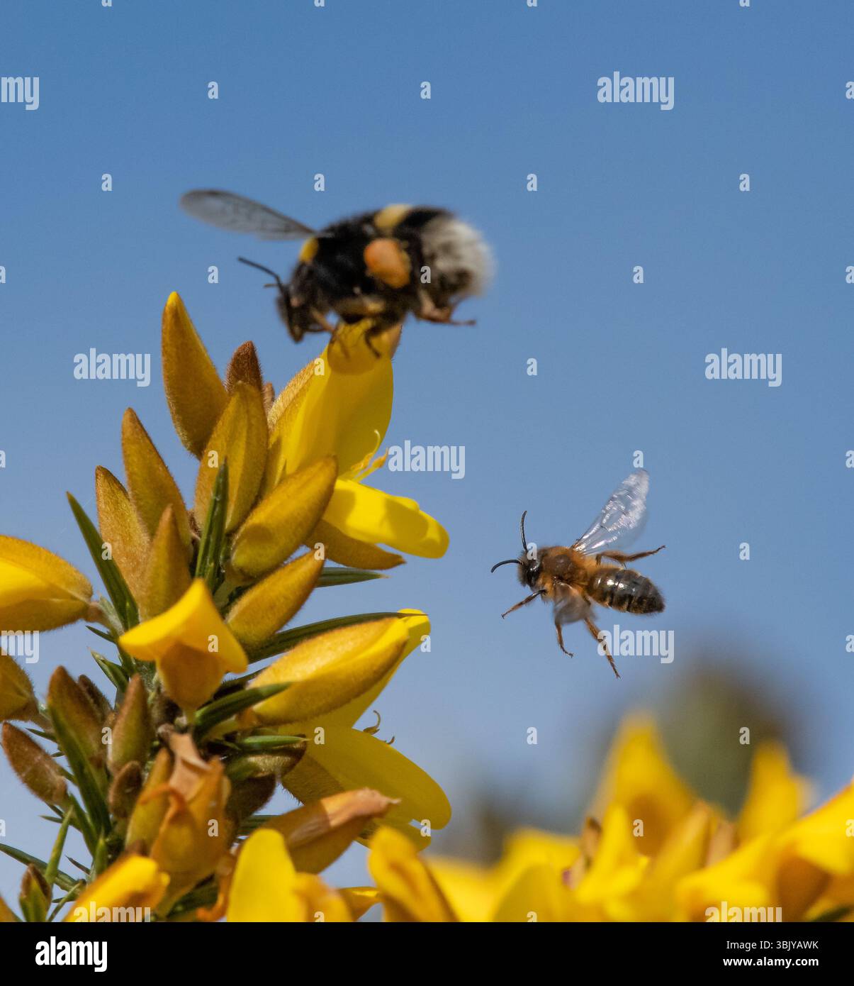 Eine Hummel und eine Bergbaubiene, Chipping, Preston, Lancashire, Großbritannien. Stockfoto