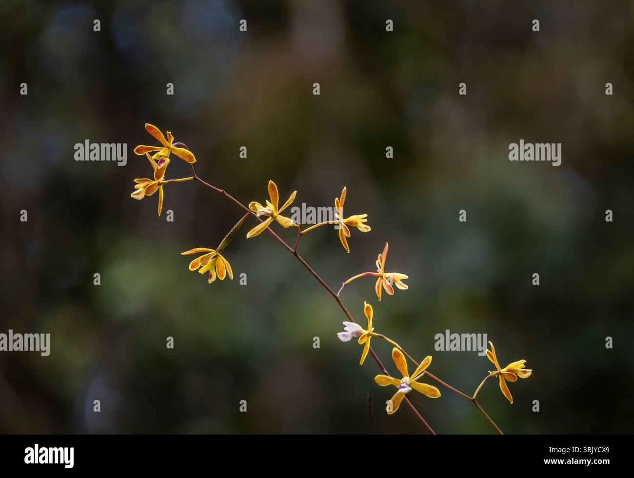 Tampa Butterfly Orchideen sind auch bekannt als Florida Butterfly Orchideen, die im Myakka River State Park Ion Sarasota Fliorida USA wild wachsen Stockfoto