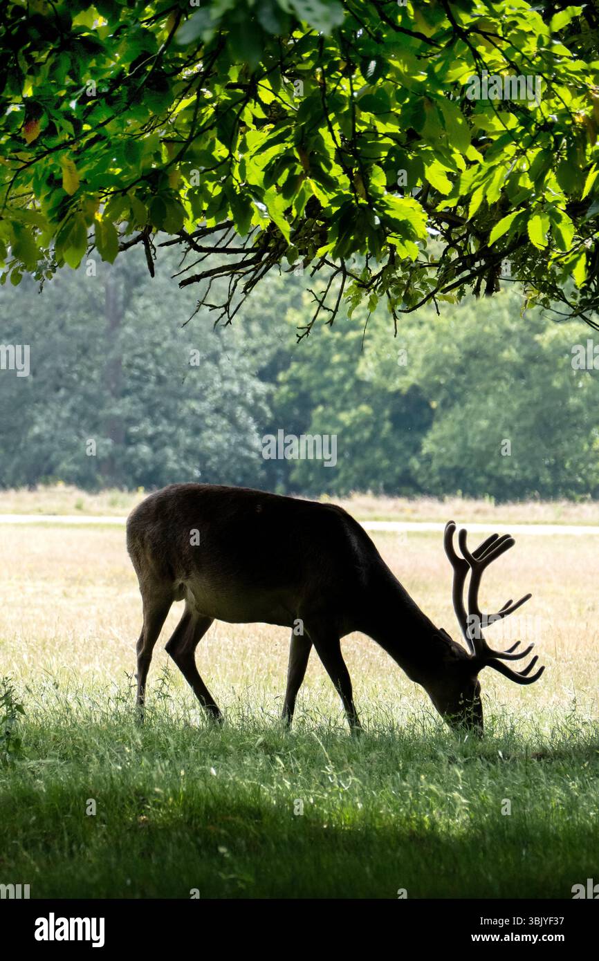 Rotwild-Herde im Richmond Park London, Großbritannien Stockfoto