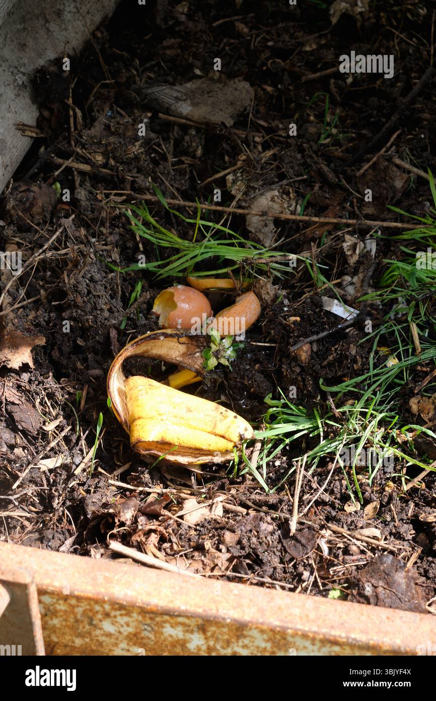 Bananenschalen, Eierschalen und Grünzeug zersetzen sich im Freien in einem Kompoststapel. Stockfoto
