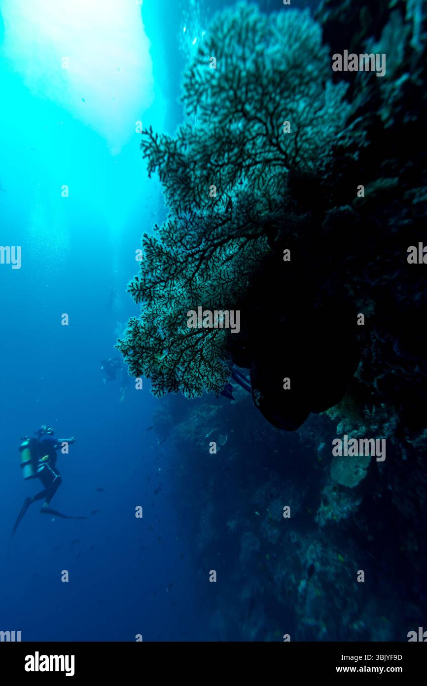 Ein Taucher erkundet ein pulsierendes Korallenriff und beobachtet die vielfältige Unterwasserwelt und komplizierte Formationen. Stockfoto