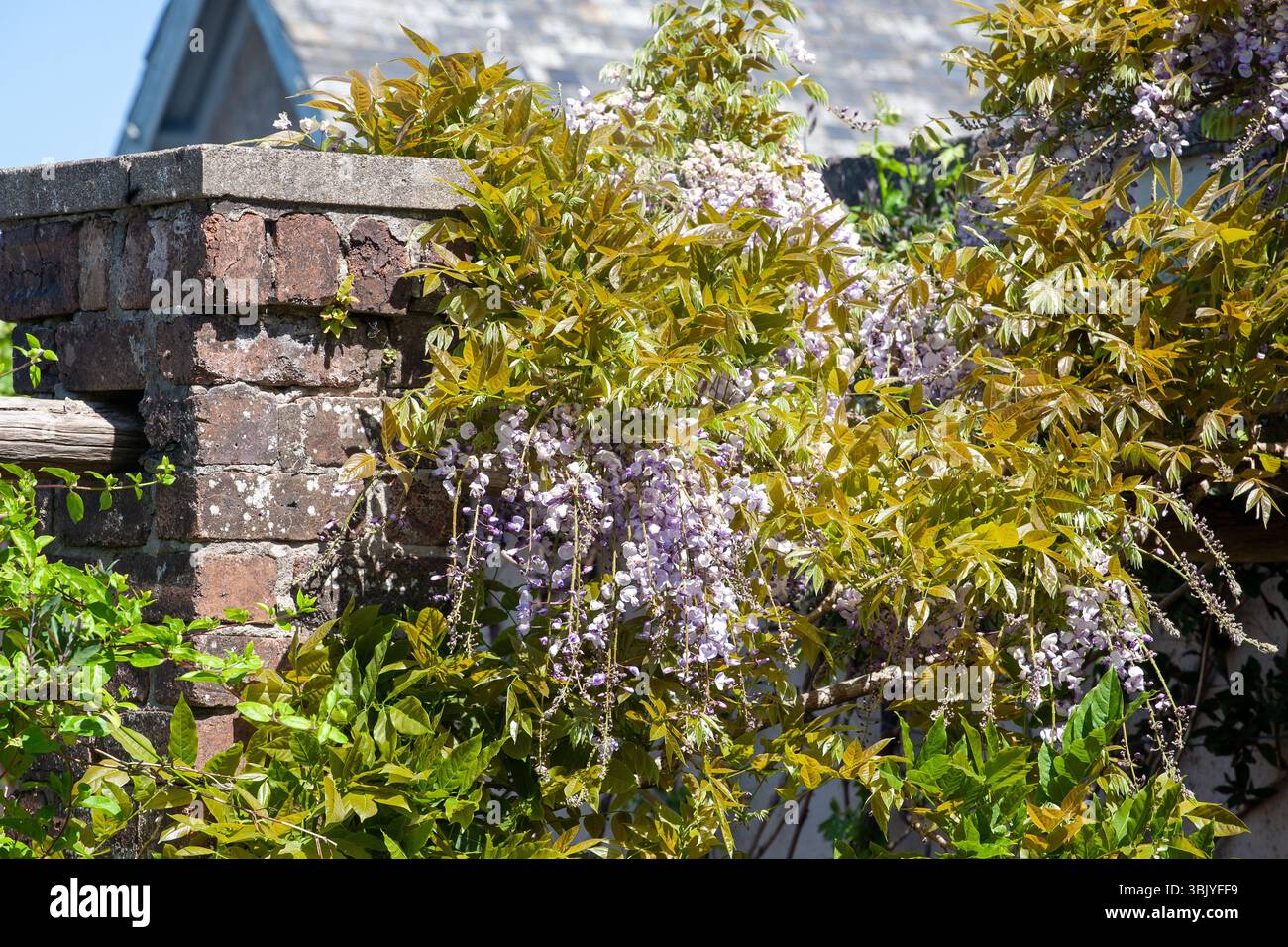 Wisteria im Garten im Finlaystone Country Park Estate. Schottland. UK. Stockfoto