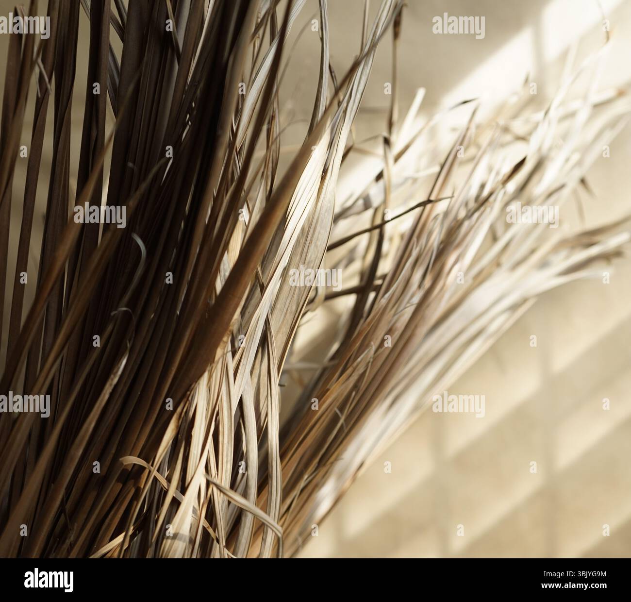 Real Craft Foto natürliche trockene Palmblätter Zweig Botanik gemütliche braune helle Schatten Overlay Hintergrund Stockfoto