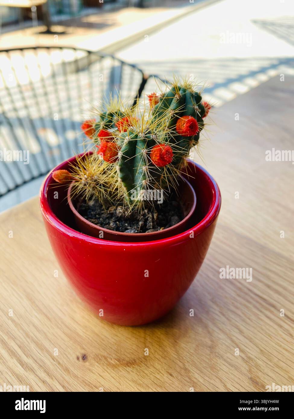 Topfkaktus, der als dekoratives Element auf einer Holzoberfläche dient, wahrscheinlich ein Tisch. Das Hauptthema ist ein kleiner grüner Kakteen mit markanten Stacheln. Stockfoto