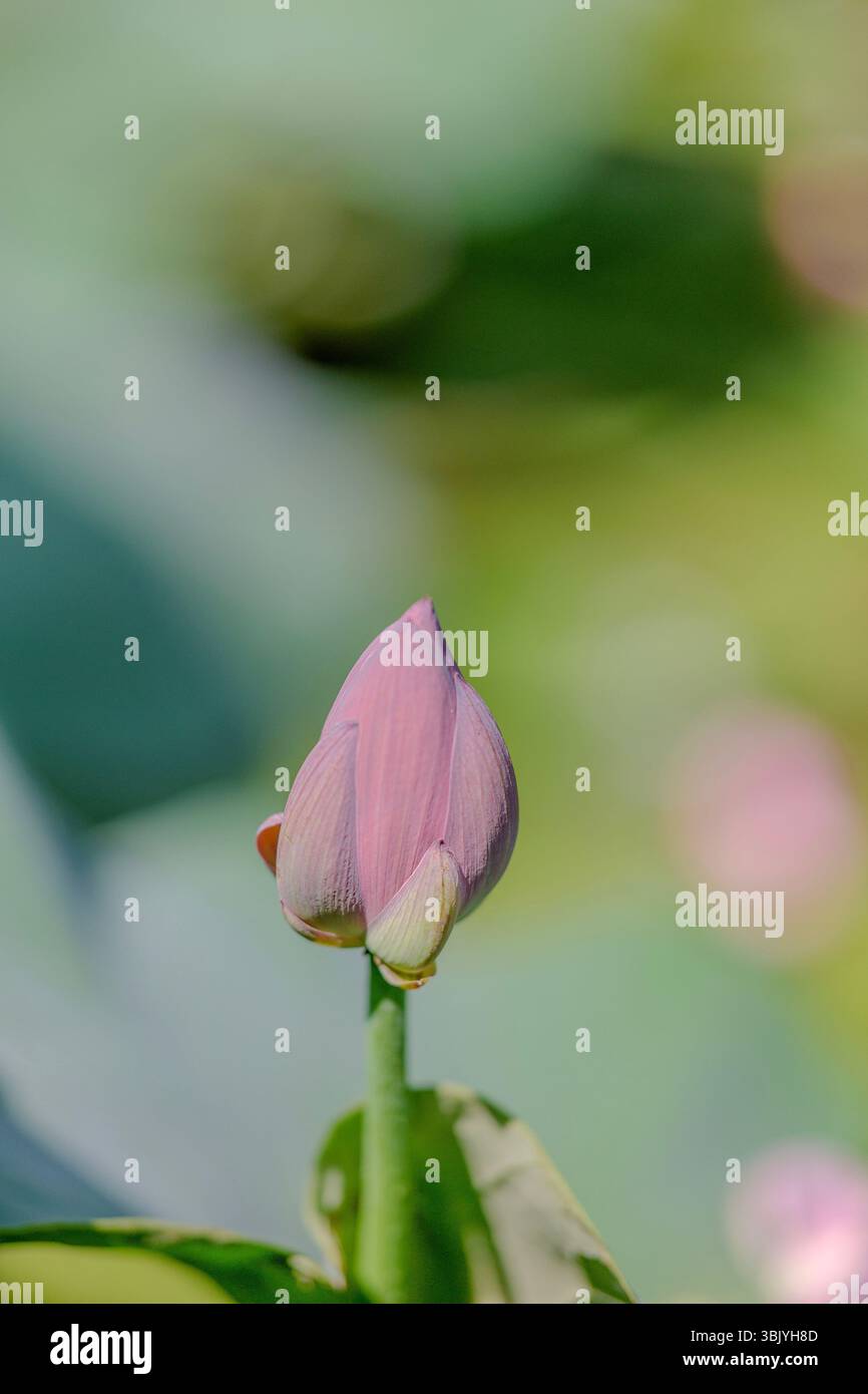 Lotusblätter und Lotusblüten, erfrischend im Sommer, hellgrün und Lavendel Stockfoto